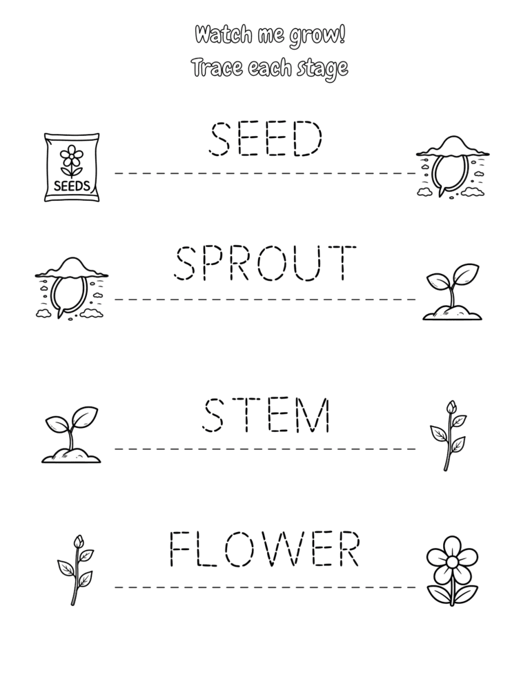 Printable Seed to plant life cycle tracing activity for kids ages 3–8