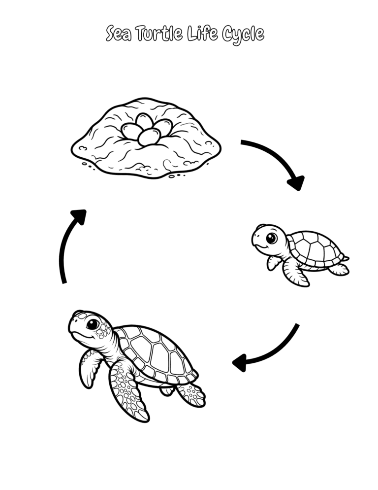Printable Sea turtle life cycle activity for kids ages 3–8